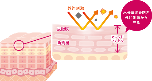 水分蒸発を防ぎ外的刺激から守る