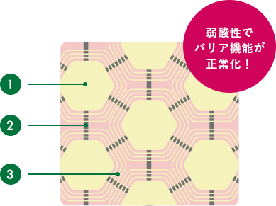 弱酸性でバリア機能が正常化！