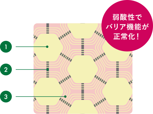 弱酸性でバリア機能が正常化！